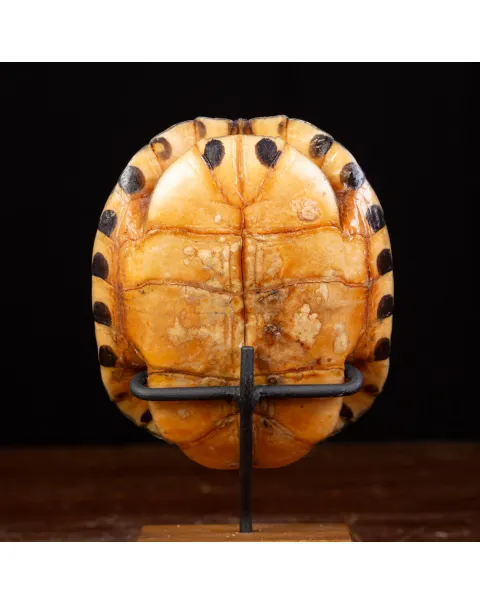 Carapace di Tartaruga Trachemys Decussata su Base in Legno.