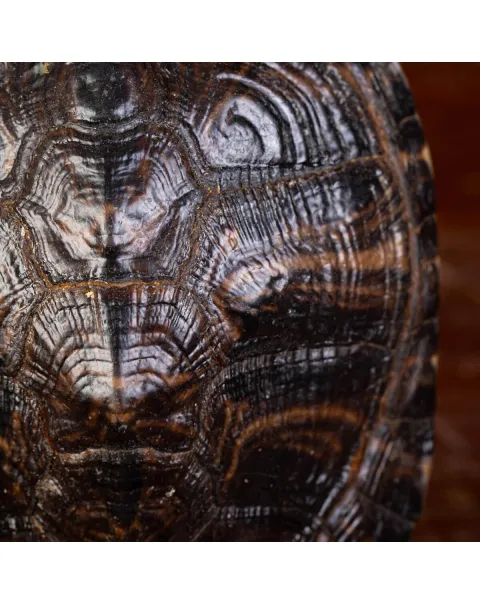 Carapace di Tartaruga Trachemys Decussata su Base in Legno.