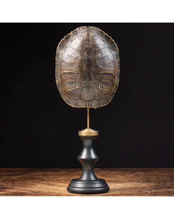 Carapace di Tartaruga