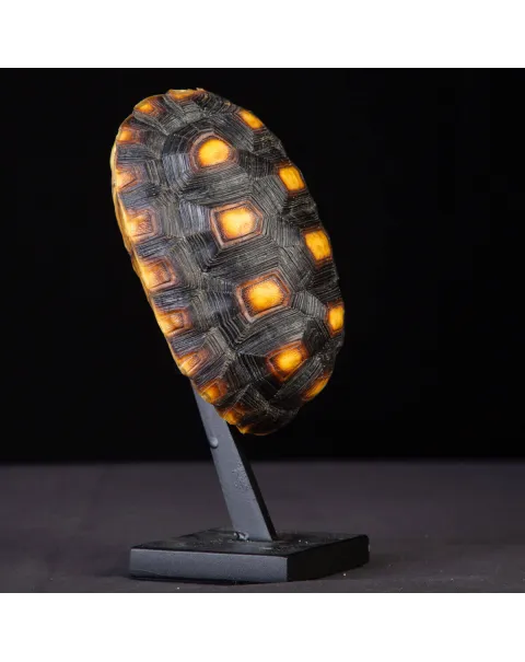 Carapace tartaruga Chelonoidis Carbonarius