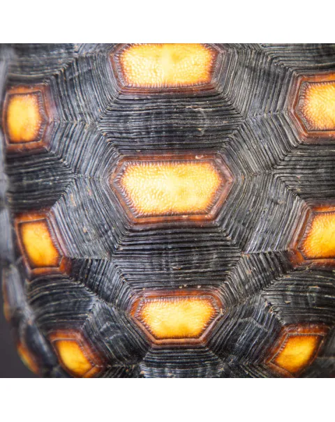 Carapace tartaruga Chelonoidis Carbonarius