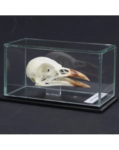 Teschio di Taccola - Corvus Monedula