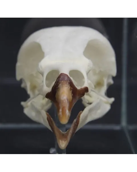Teschio di Taccola - Corvus Monedula