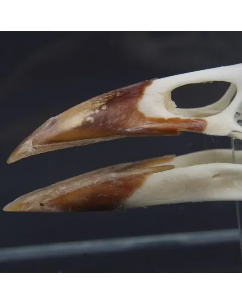 Teschio di Taccola - Corvus Monedula