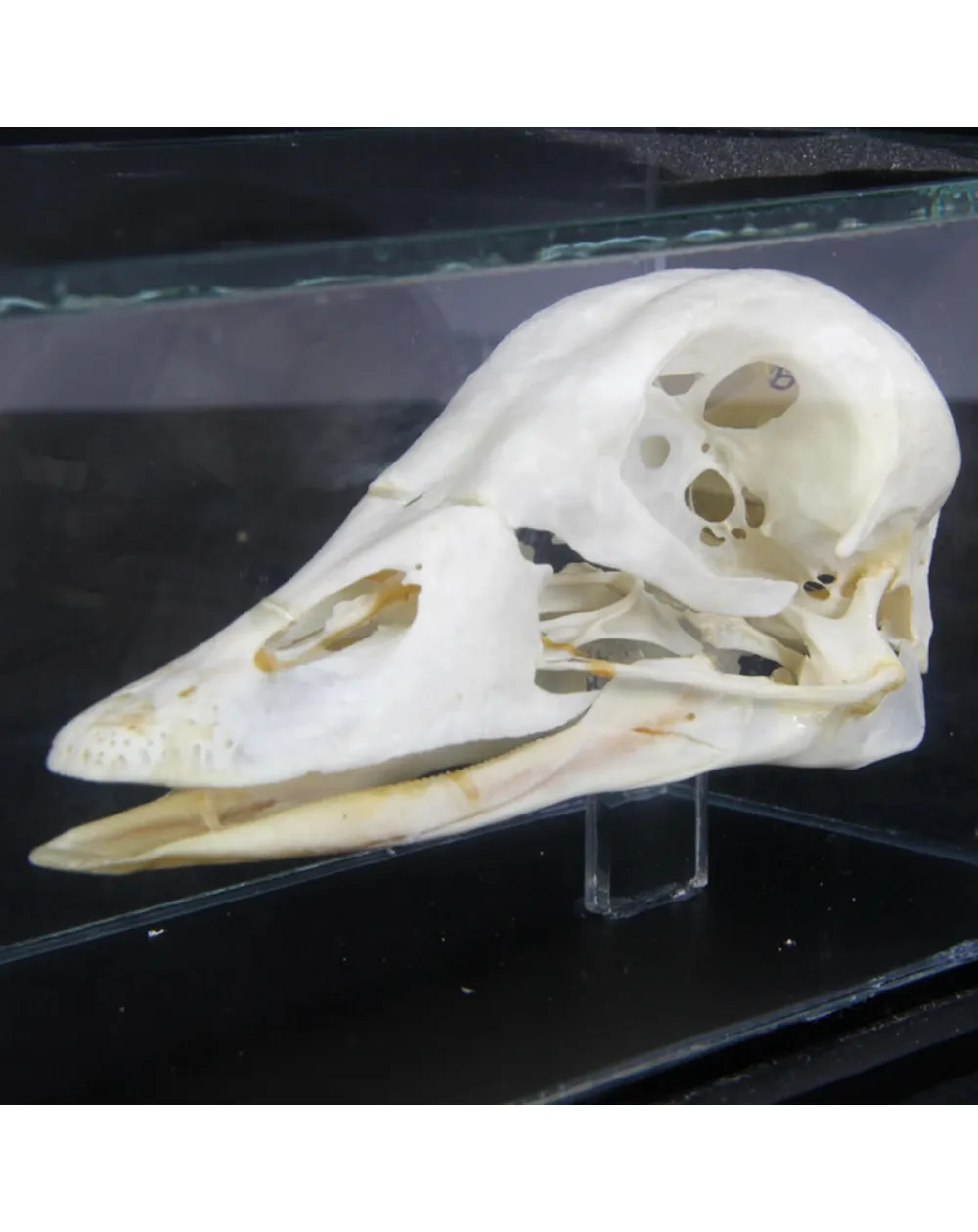 Teschio di Oca Collorosso - Branta Ruficollis