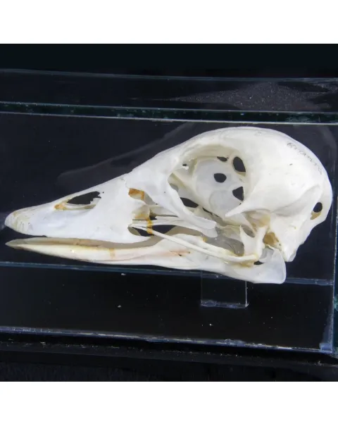 Teschio di Oca Collorosso - Branta Ruficollis