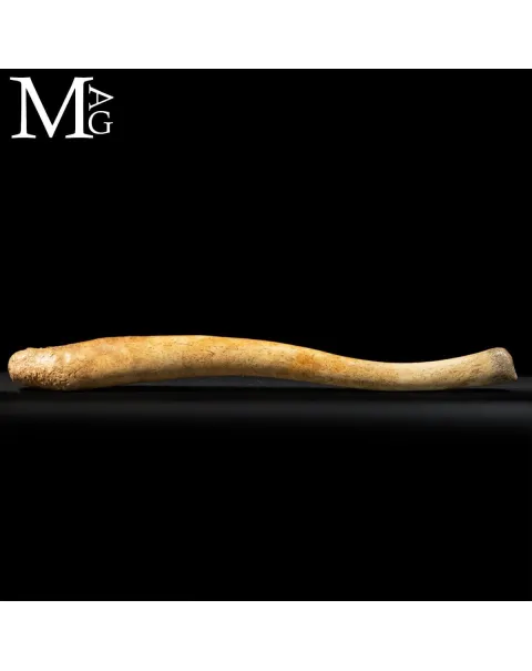 Osso Penico di Tricheco – Un reperto raro e affascinante