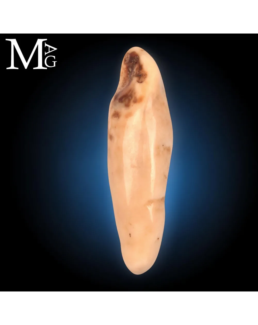 Antico dente di Tricheco Artico – Odobenus Rosmarus