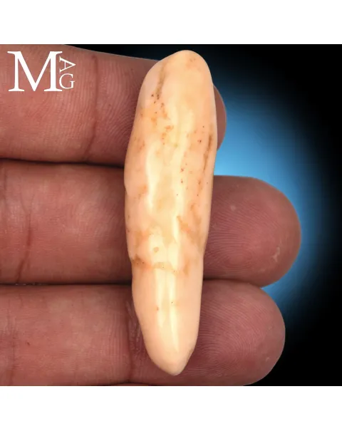 Antico dente di Tricheco Artico – Odobenus Rosmarus