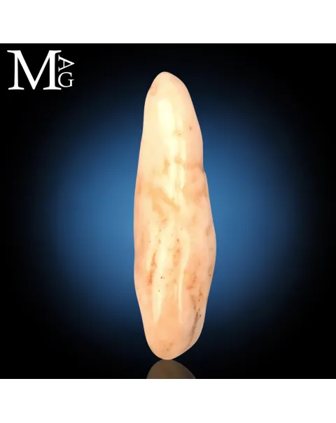 Antico dente di Tricheco Artico – Odobenus Rosmarus