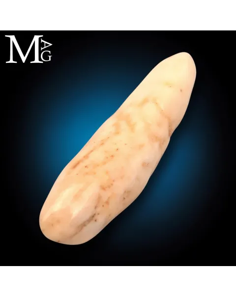 Antico dente di Tricheco Artico – Odobenus Rosmarus