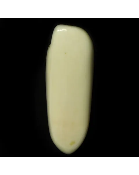 Dente di Tricheco