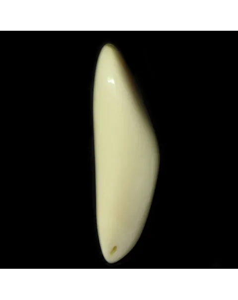 Dente di Tricheco