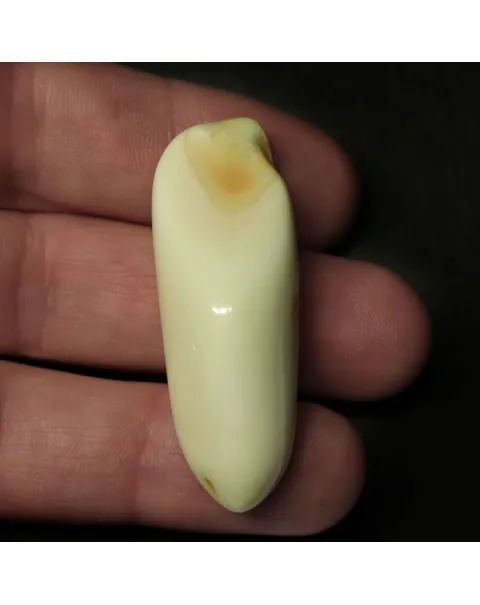 Dente di Tricheco