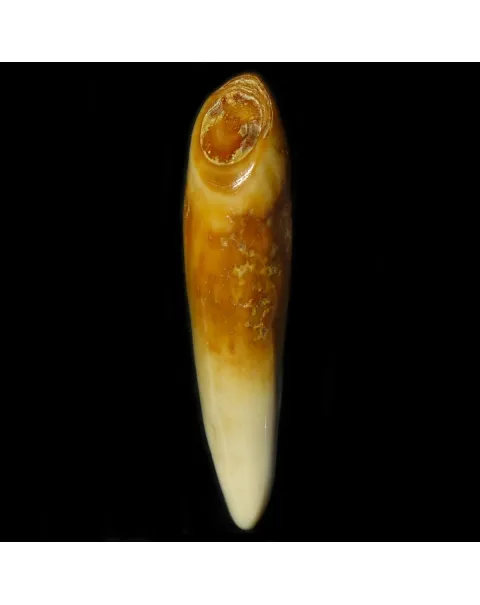 Dente di Tricheco