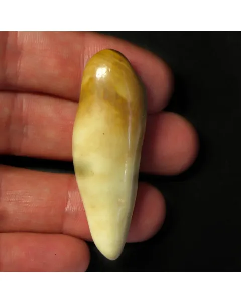 Dente di Tricheco