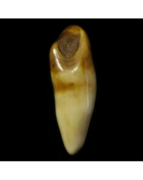 Dente di Tricheco