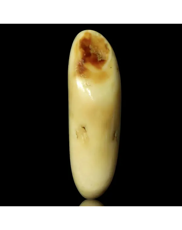 Dente di Tricheco