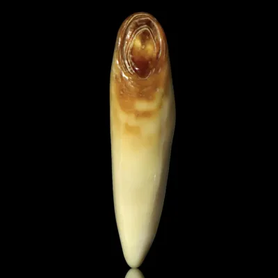 Dente di Tricheco in Avorio –  Alaska