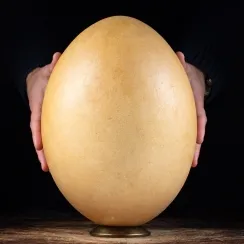 Aepyornis (9)
