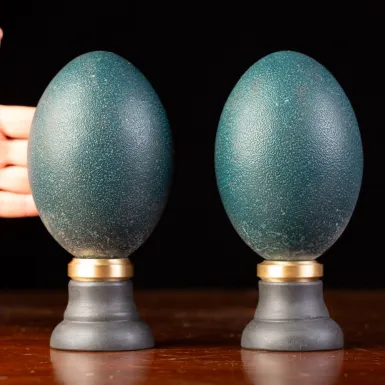 Coppia di Uova di Emu su Base Decorativa.