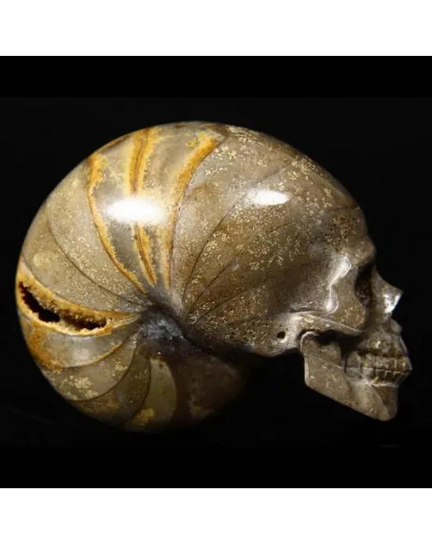 Teschio di Ammonite Fossile