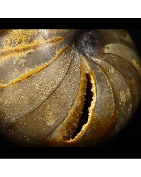 Teschio di Ammonite Fossile