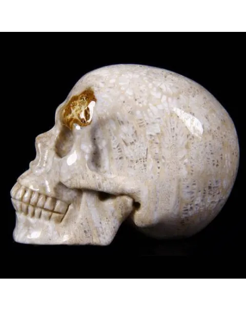Teschio di Corallo Fossile