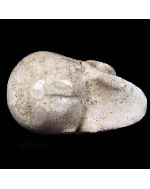 Teschio di Corallo Fossile