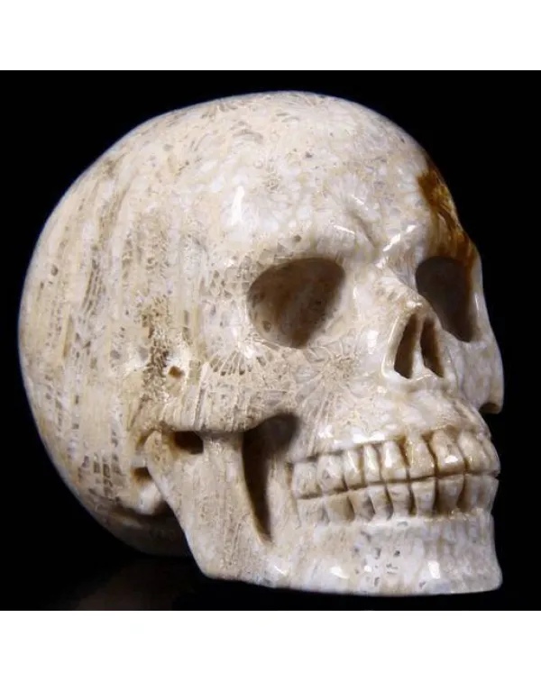 Teschio di Corallo Fossile