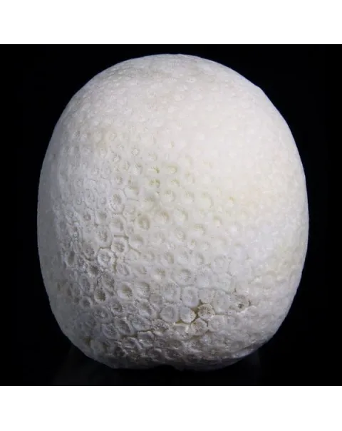 Teschio di Corallo Bianco