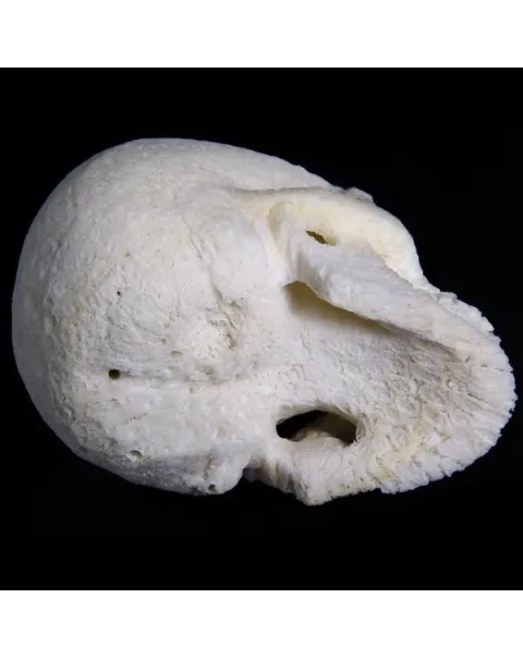 Teschio di Corallo Bianco