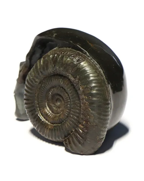 Teschio di Pirite con Ammonite