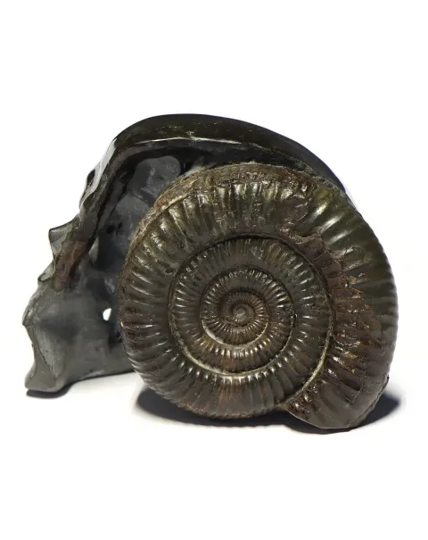 Teschio di Pirite con Ammonite
