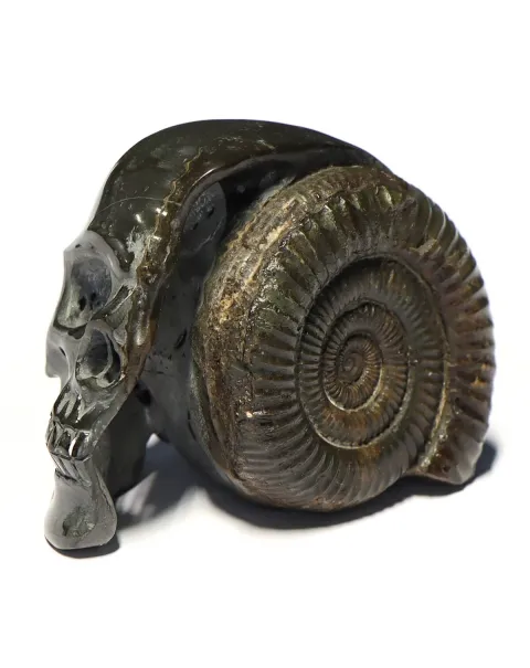 Teschio di Pirite con Ammonite