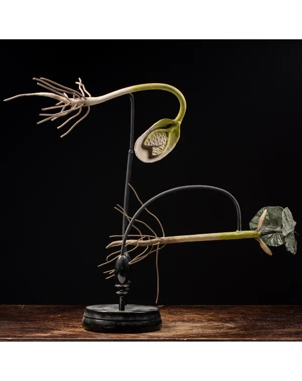 Antico Modello Anatomico Fiore 