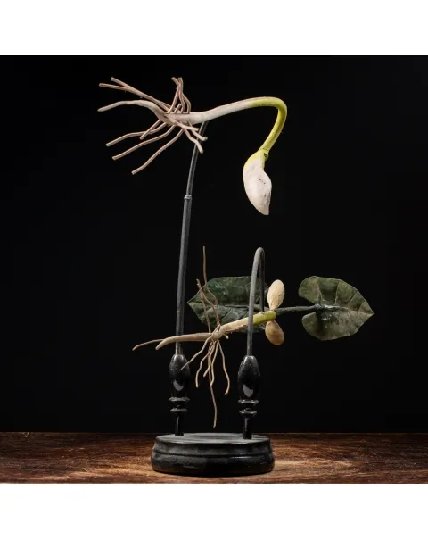 Antico Modello Anatomico Fiore 