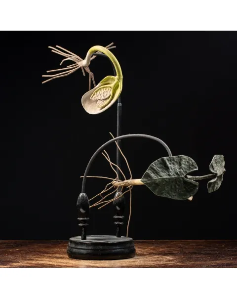 Antico Modello Anatomico Fiore 