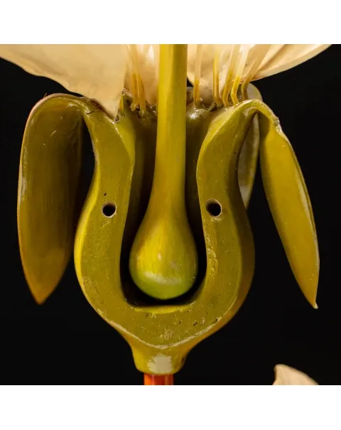 Antico Modello Anatomico Pianta - Prunus Avium
