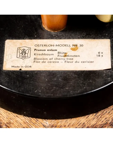 Antico Modello Anatomico Pianta - Prunus Avium
