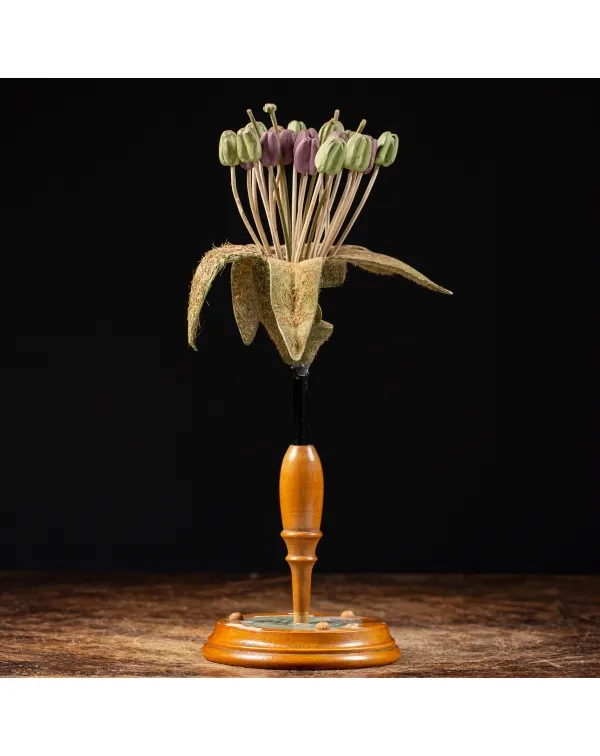 Antico Modello Anatomico Pianta - Equisetum Limosu...