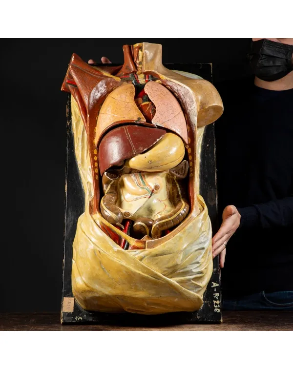 Antico Modello Anatomico Umano - Shimadzu Kyoto