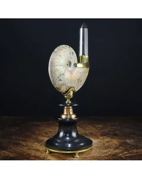 Ammonite Cleoniceras con punta di Quarzo