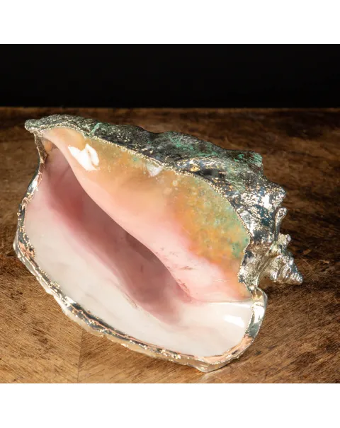 Conchiglia Strombus gigas placcata in argento - Eleganza Naturale.