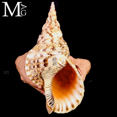 Charonia tritonis – Grande Tritone dell’Indo-Pacif...