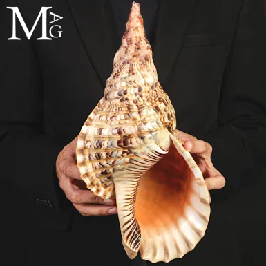 Charonia tritonis – Grande Tritone del Madagascar ...