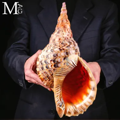 Charonia tritonis – Il Grande Tritone del Madagasc...