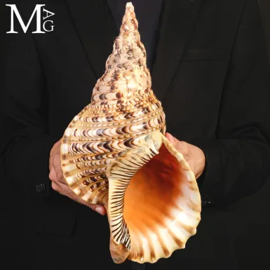 Charonia tritonis – Il Grande Tritone – Madagascar...