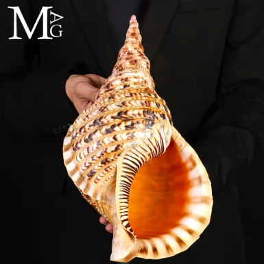 Charonia tritonis – Giant Triton – Madagascar – 39...