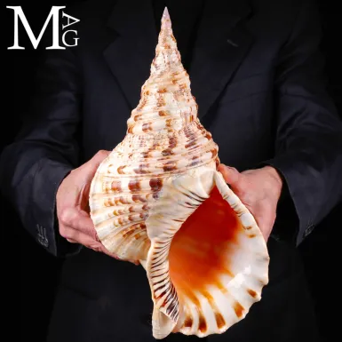 Charonia tritonis – Grande Esemplare Naturale da C...